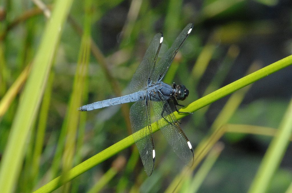 102 2012-07226604.JPG - Spangled Skimmer (Libellula cyanea)(m).. Dragonfly. Wachusett Meadow Wildlife Sanctuary, MA, 7-22-2012